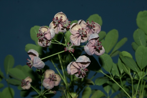 Lardizabalaceae