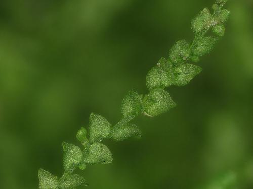 Lejeuneaceae example - Lejeunea cavifolia