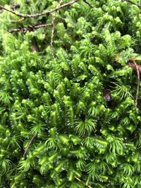 Lepidoziaceae