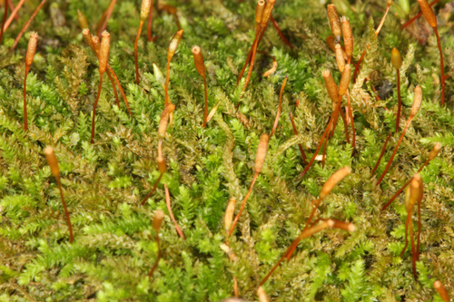 Leskeaceae