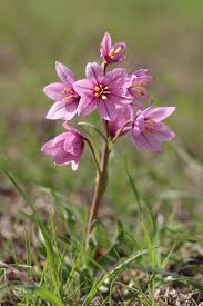 Liliaceae