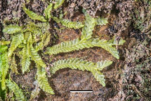 Lophocoleaceae