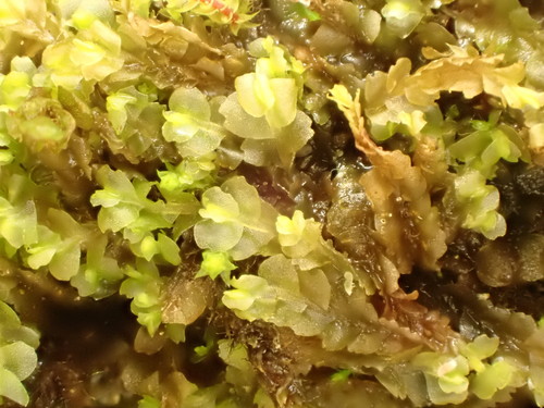 Lophoziaceae