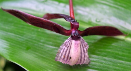 Lowiaceae example - Orchidantha flower emerging near ground