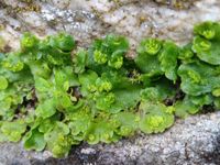 Lunulariaceae example - Lunularia cruciata with gemma cups