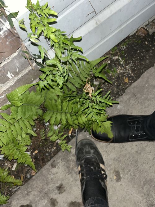 Lygodiaceae example - Lygodium japonicum