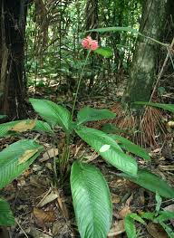 Marantaceae example - Maranta leuconeura (Prayer Plant) showing patterned leaves