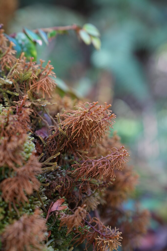 Mastigophoraceae example - Mastigophora species