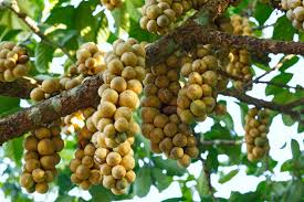 Meliaceae example - Swietenia mahagoni (Mahogany) leaves and fruit
