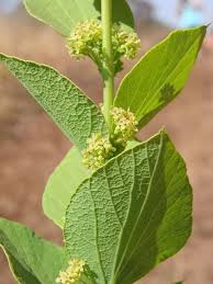 Menispermaceae example - Menispermum canadense (Moonseed) leaves and fruit cluster