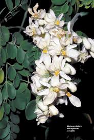 Moringaceae