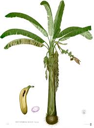 Musaceae example - Musa plant with bananas