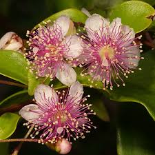 Myrtaceae