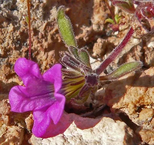 Namaceae example - Eriodictyon californicum (Yerba Santa)