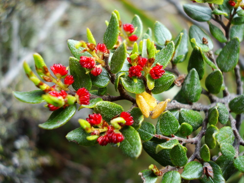 Nothofagaceae example - Nothofagus forest canopy