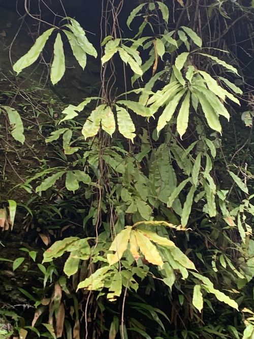 Oleandraceae example - Oleandra neriiformis