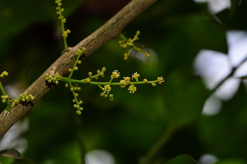 Opiliaceae