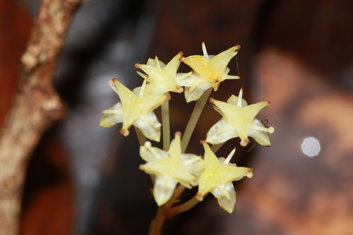 Petrosaviaceae example - Japonolirion and Petrosavia