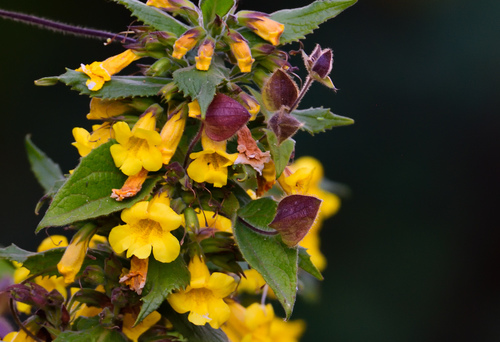 Phrymaceae example - Mimulus species