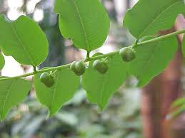 Phyllanthaceae