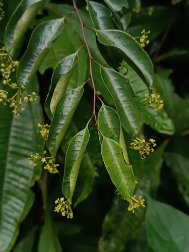 Phyllonomaceae