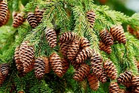 Pinaceae