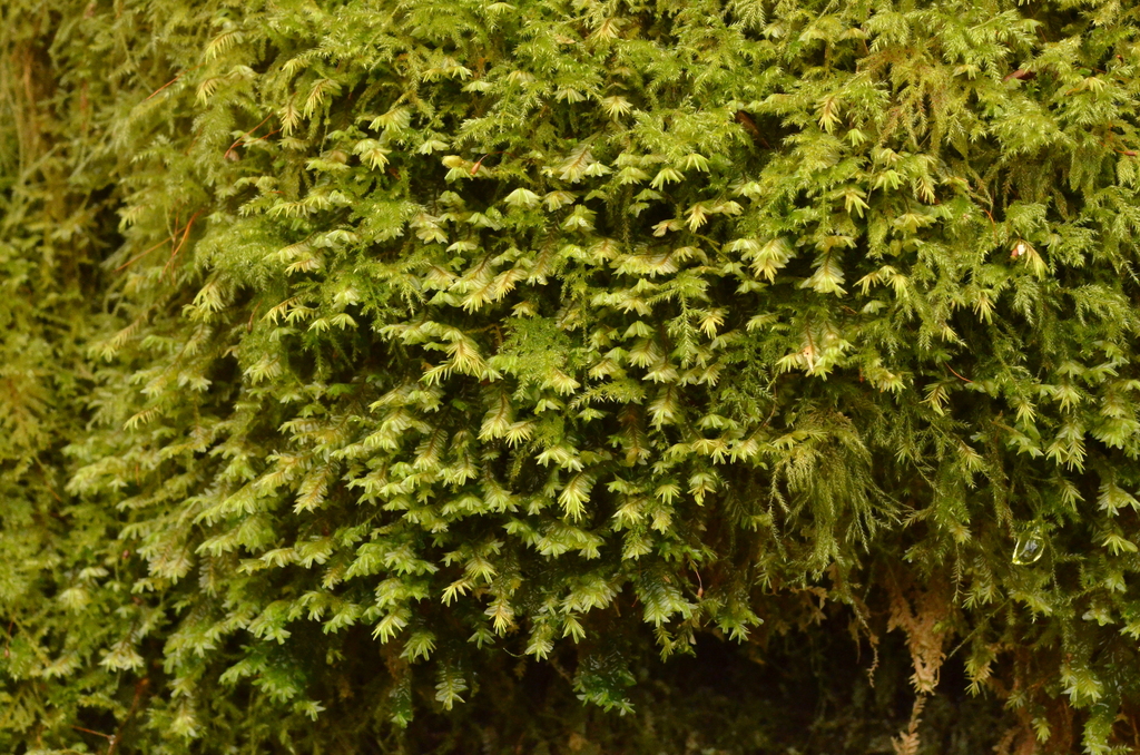 Plagiochilaceae