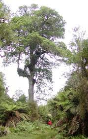 Podocarpaceae example - Podocarpus totara