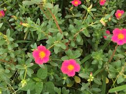 Portulacaceae example - Portulaca oleracea (Common Purslane)