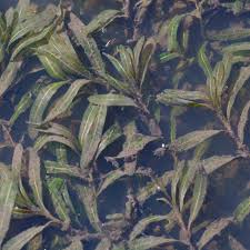 Potamogetonaceae example - Potamogeton natans