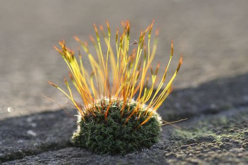 Pottiaceae example - Tortula muralis