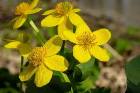 Ranunculaceae
