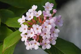 Rubiaceae example - Coffea arabica (Coffee Plant)