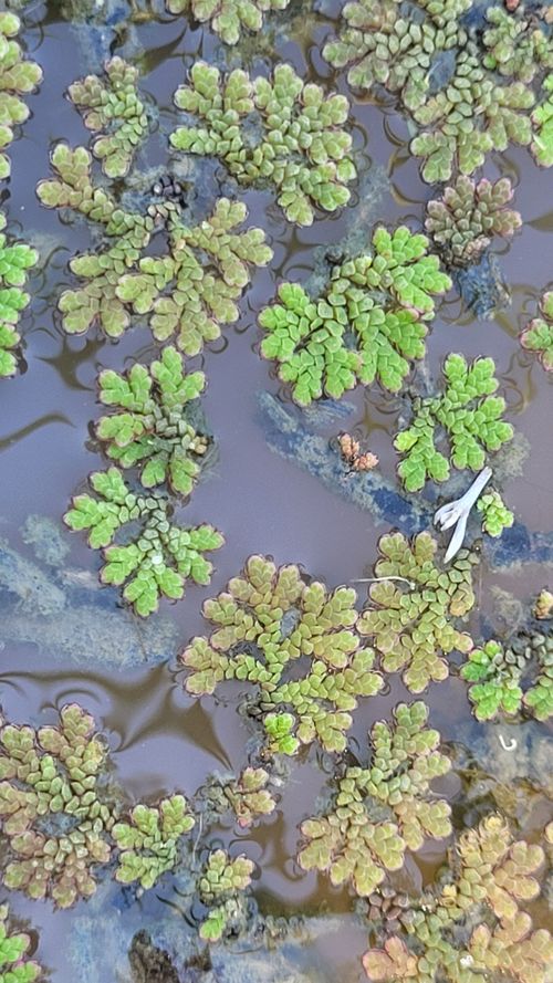 Salviniaceae example - Salvinia minima and Azolla caroliniana