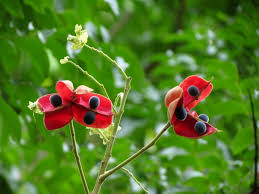 Sapindaceae