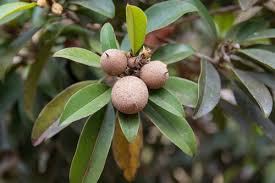 Sapotaceae example - Manilkara zapota fruit and leaves