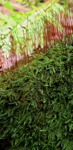 Sematophyllaceae