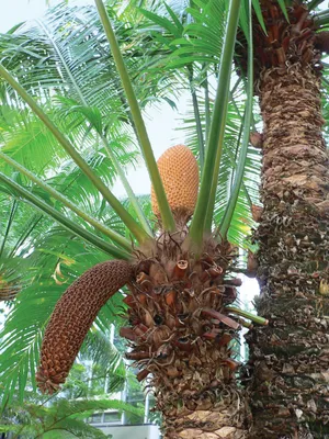 Stangeriaceae