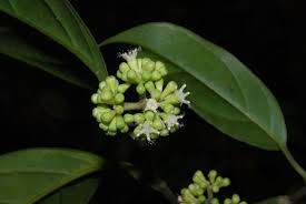 Stemonuraceae example - Stemonurus secundiflorus