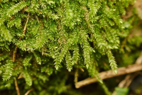 Stereophyllaceae