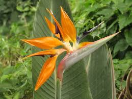 Strelitziaceae example - Bird of Paradise flower