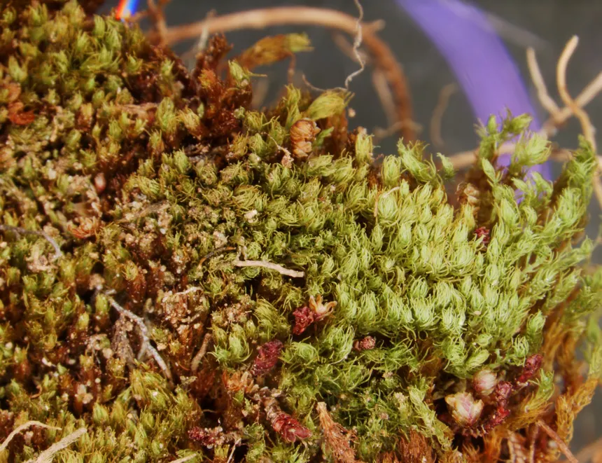 Takakia ceratophylla