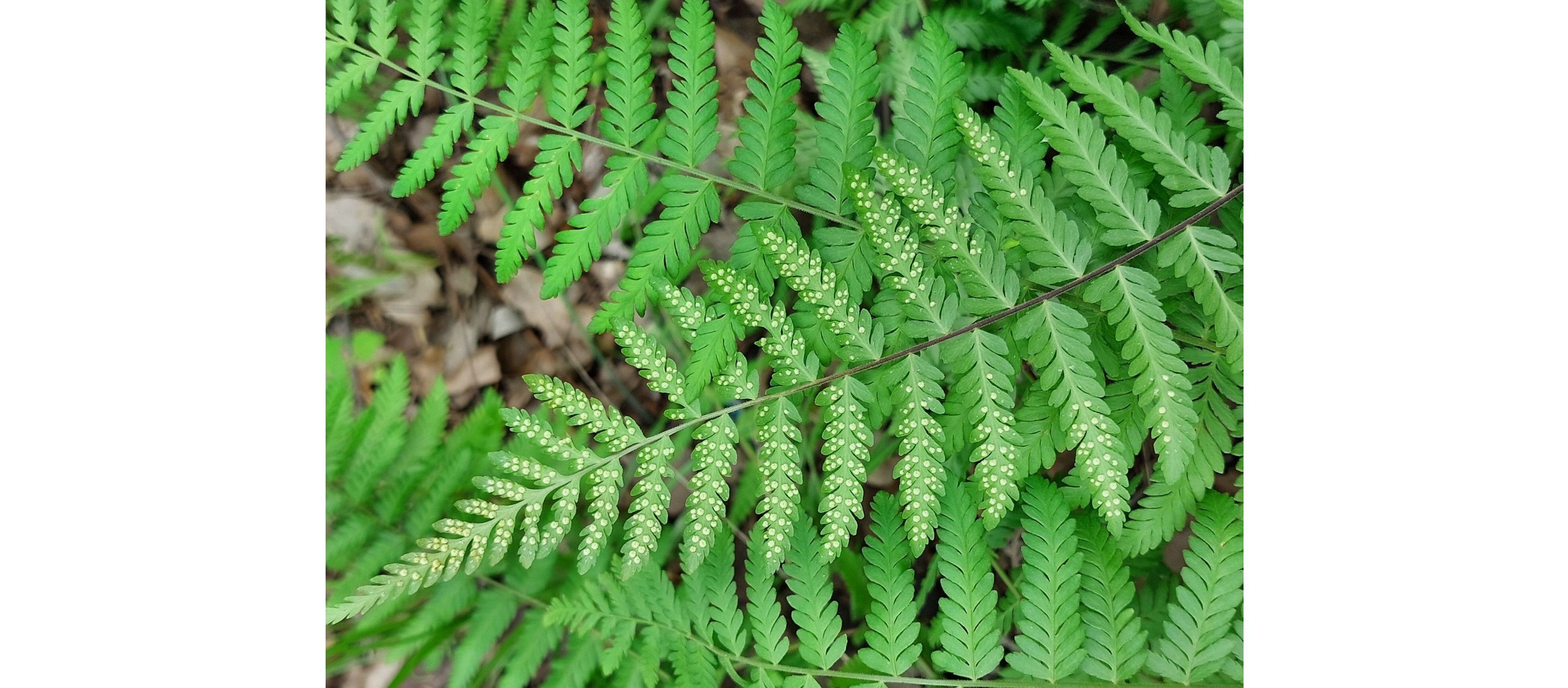 Tectariaceae example - Tectaria crenata