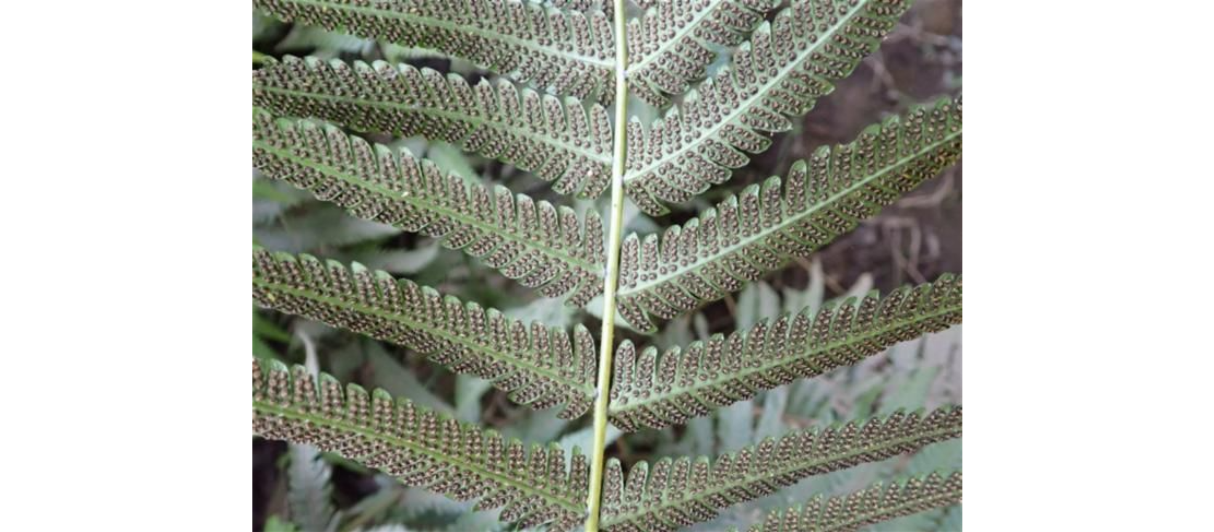 Thelypteridaceae example - Thelypteris palustris