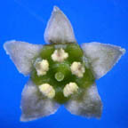 Thesiaceae example - Thesium species