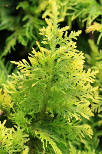 Thuidiaceae