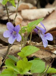 Violaceae example - Viola sp.