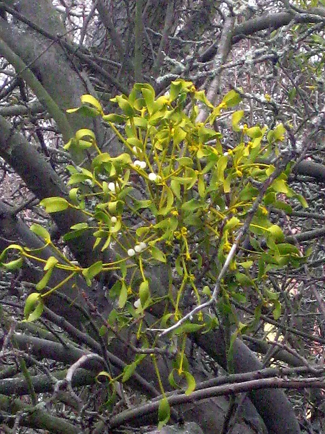 Viscaceae example - Viscum album (European Mistletoe)