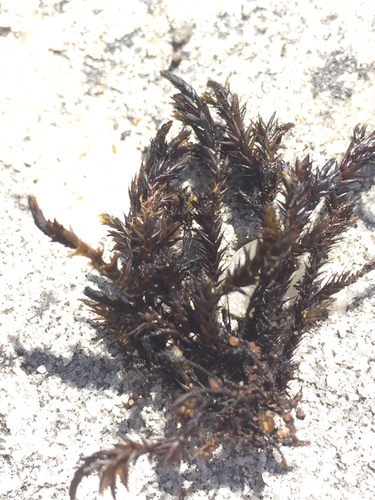 Wardiaceae example - Wardia hygrometrica