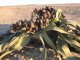 Welwitschiaceae
